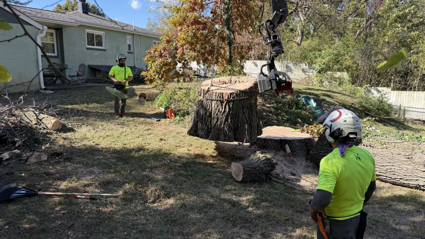 Tree Removal