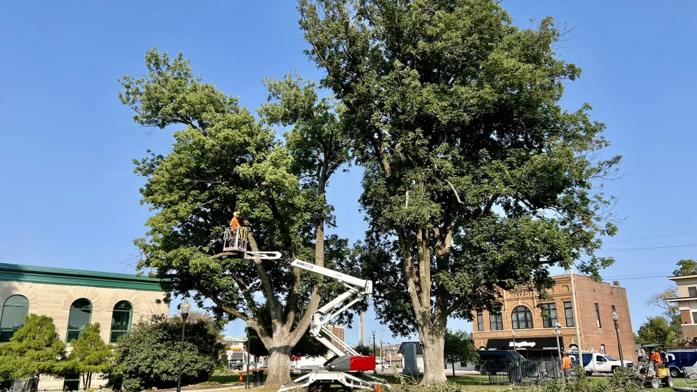 Tree Trimming & Pruning