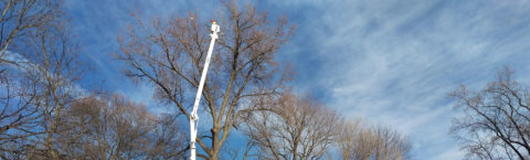 Tree pruning is our #1 requested service.