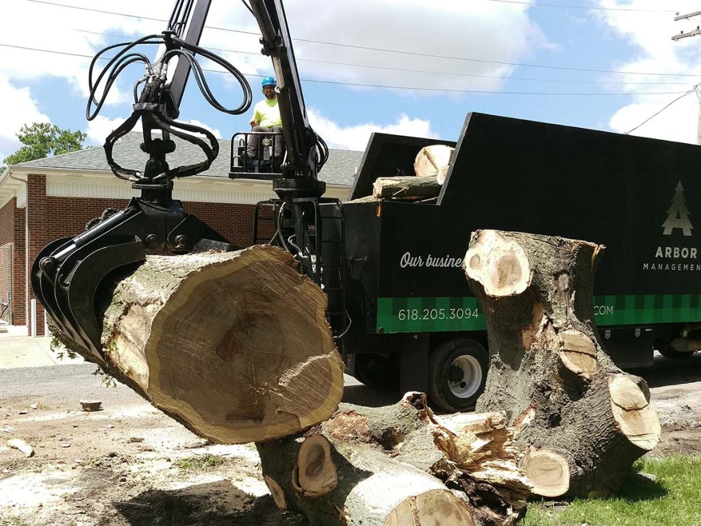 tree removal company arbor management in edwardsville illinois