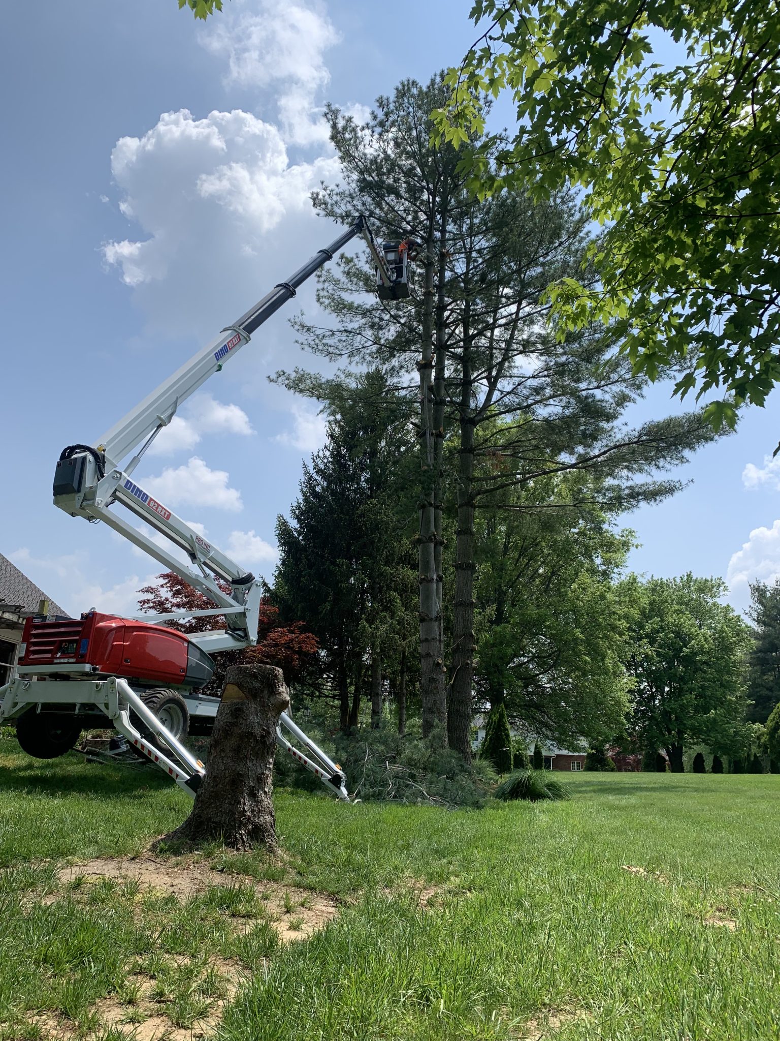 commercial tree trimming service