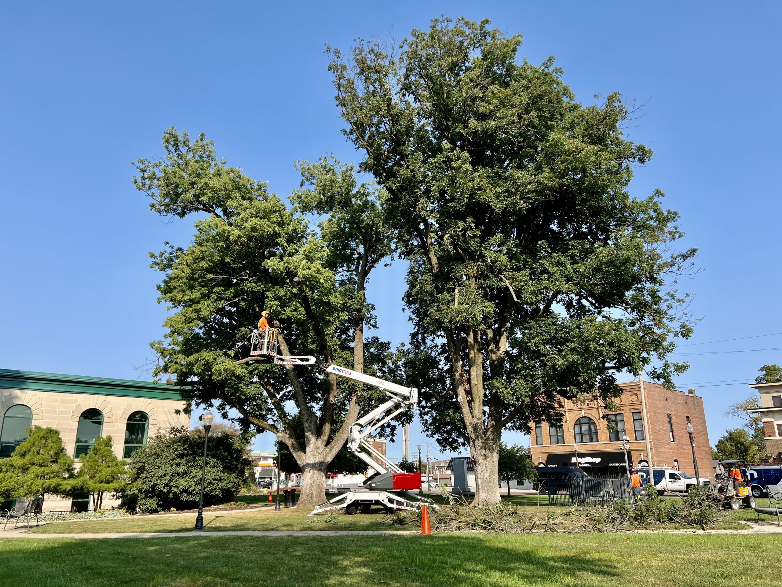 tree services by arbor management photo